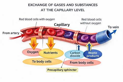 Microcirculation Therapy