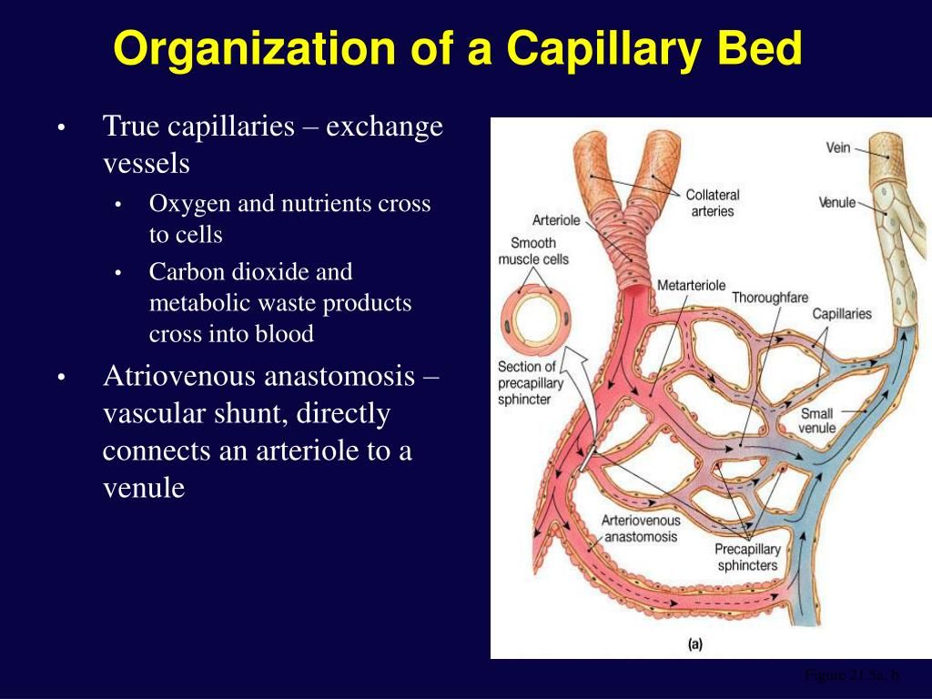 Microcirculation Therapy